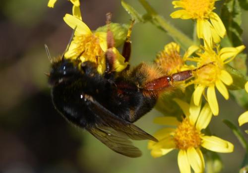 Bombus terrestris xanthopus